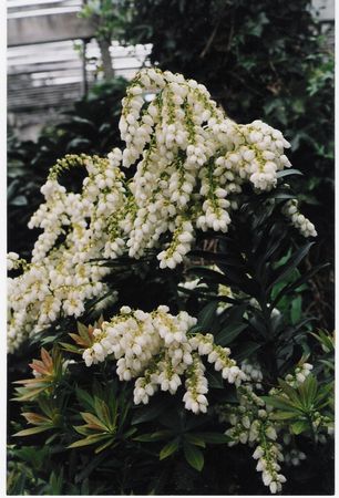 Red Lily of the Valley Bush